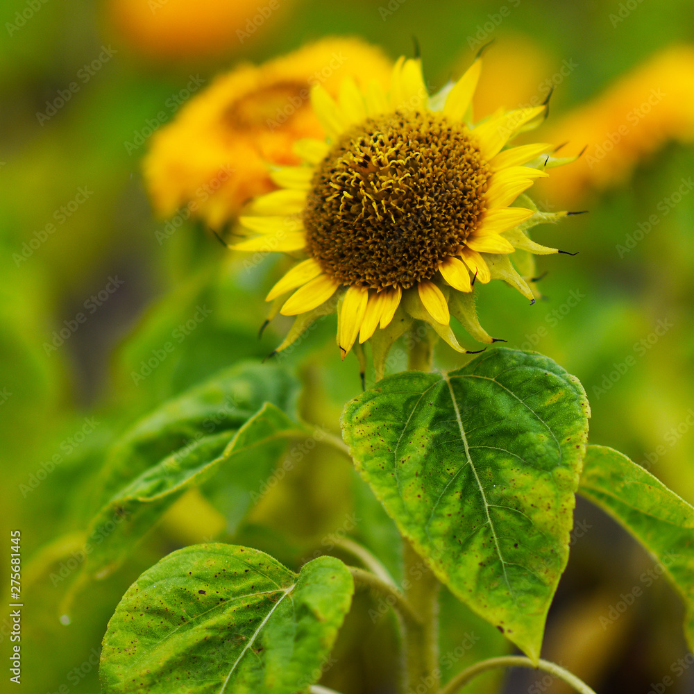 Fototapeta premium yellow chrysanyellow chrysanthemum flowers and sunflowers on green backgroundthemum flowers and sunflowers on green background