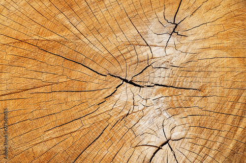 The stump of a felled tree, a cut of the trunk with annual rings and cracks, the texture of the sawed stump