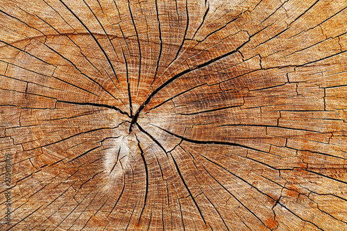 The stump of a felled tree, a cut of the trunk with annual rings and cracks, the texture of the sawed stump
