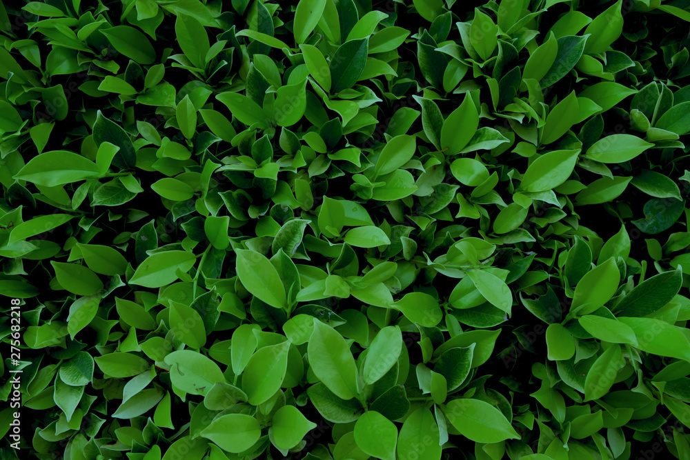 Banyan bush very fresh in the garden and beauty. Banyan bush very fresh in the garden and beauty.