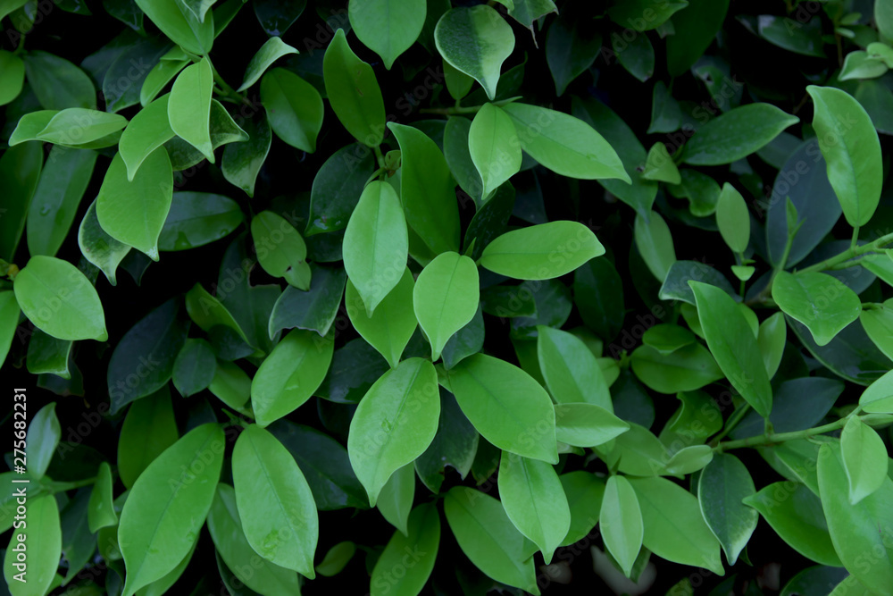 Banyan bush very fresh in the garden and beauty. Banyan bush very fresh in the garden and beauty.