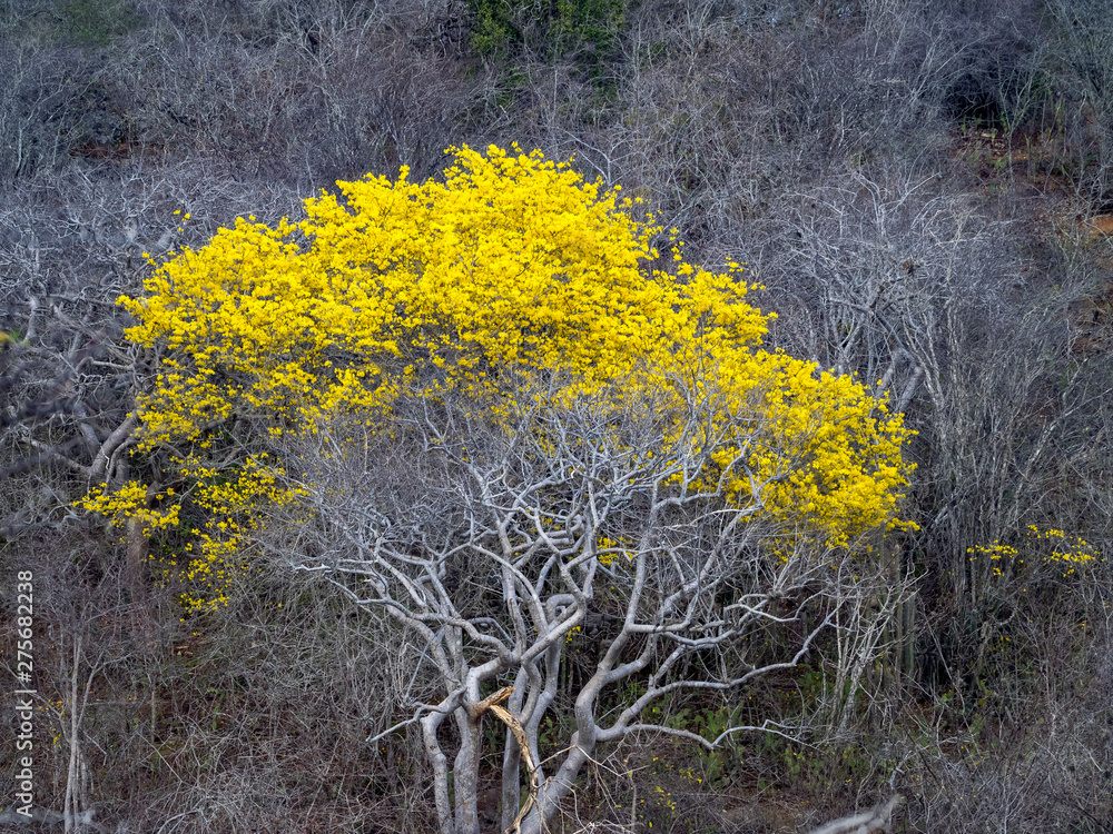 Yellow Kibrahacha (Tabebuia Billbergii) trees.on the Caribbean island ...