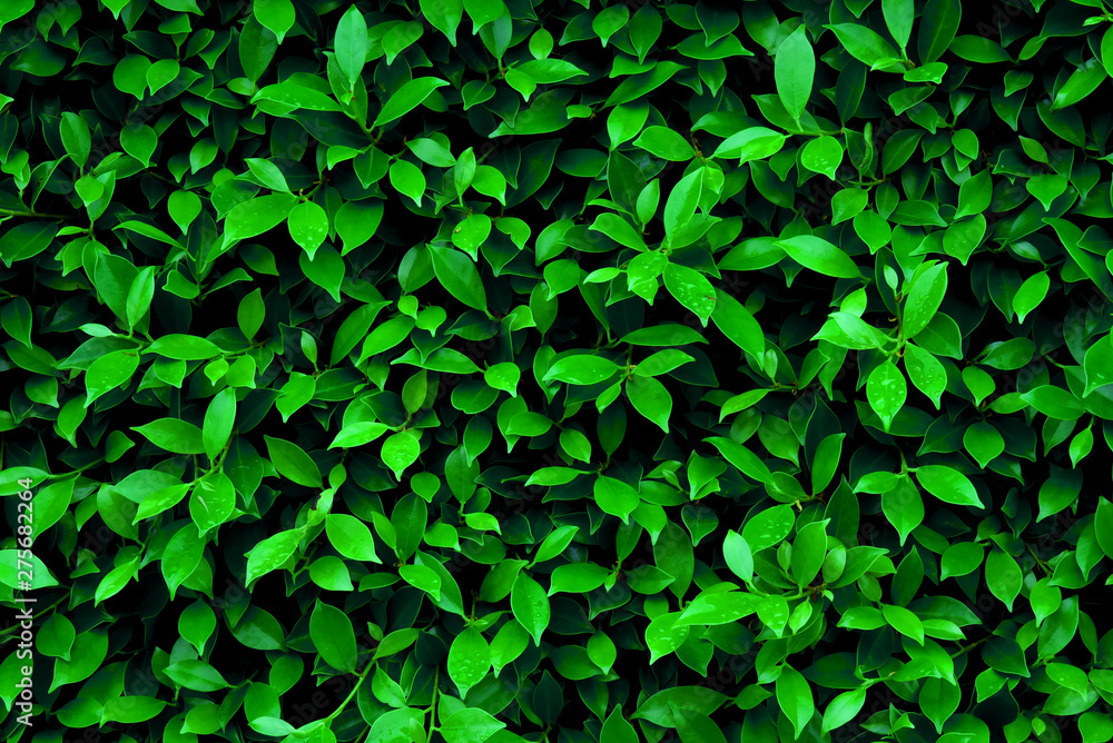 Banyan bush very fresh in the garden and beauty. Banyan bush very fresh in the garden and beauty.