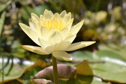 Beautiful lotus flower in the pond 