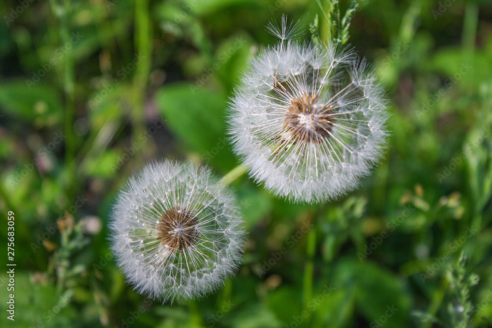 Fototapeta premium closeup of dandelion