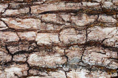 Tree bark texture, pine bark detail, ate. Close-up