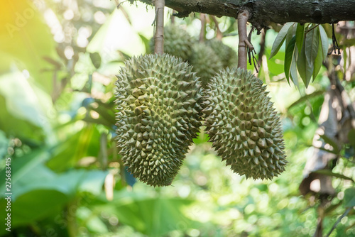 Durian on the durian tree in the garden