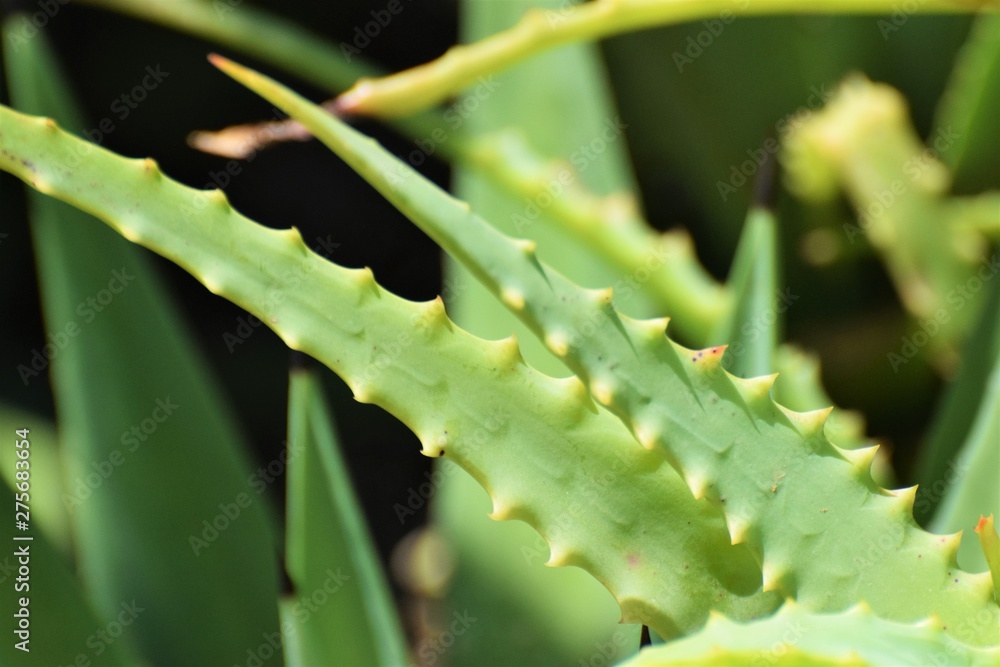 Naklejka premium Beautiful aloe vera in the garden