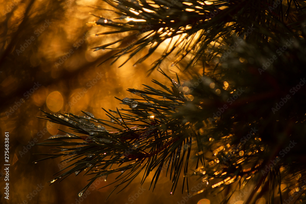 Pinetree branches up close in warm sunlight