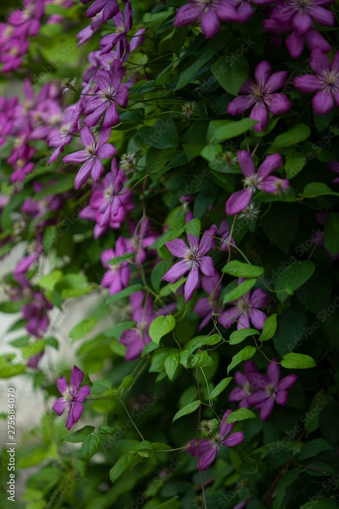 clematis flowers on nature background bokeh