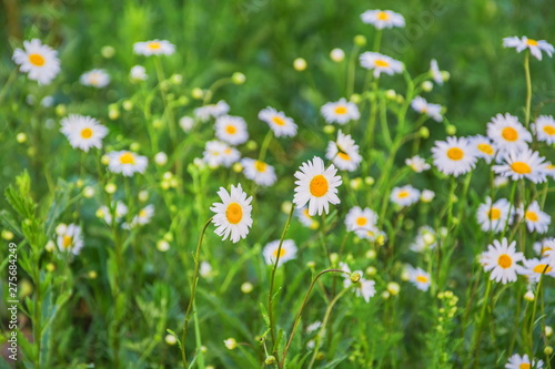 Field daisies on green summer meadow