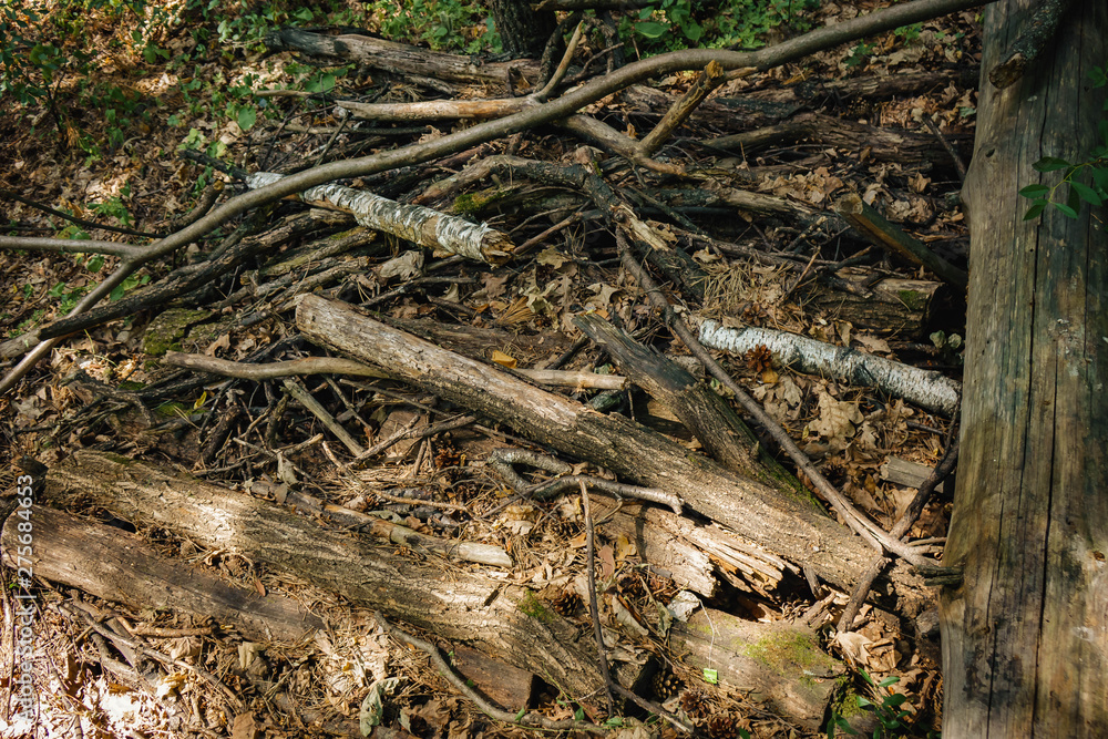 pine firewood lying in a handful in the forest pine firewood lying in a handful in the forest