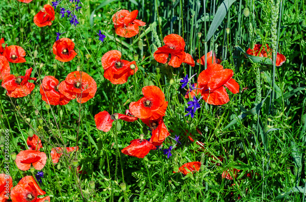 Naklejka premium Red poppies in a field among green wheat. Agricultural theme