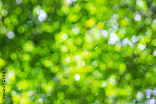 abstract blur of nature with the bokeh of light through the trees