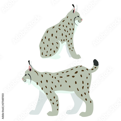Vector illustration of sitting and walking lynxes with winter fur coat isolated on white background
