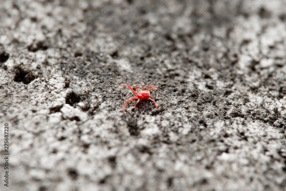 Red mite insect close up on rough co crete wall pattern texture wallpaper Red mite insect close up on rough co crete wall pattern texture wallpaper