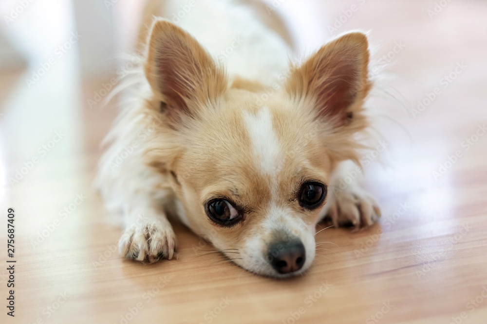 Small Chihuahua dog with a white and beige color on the floor. Lonely dog.