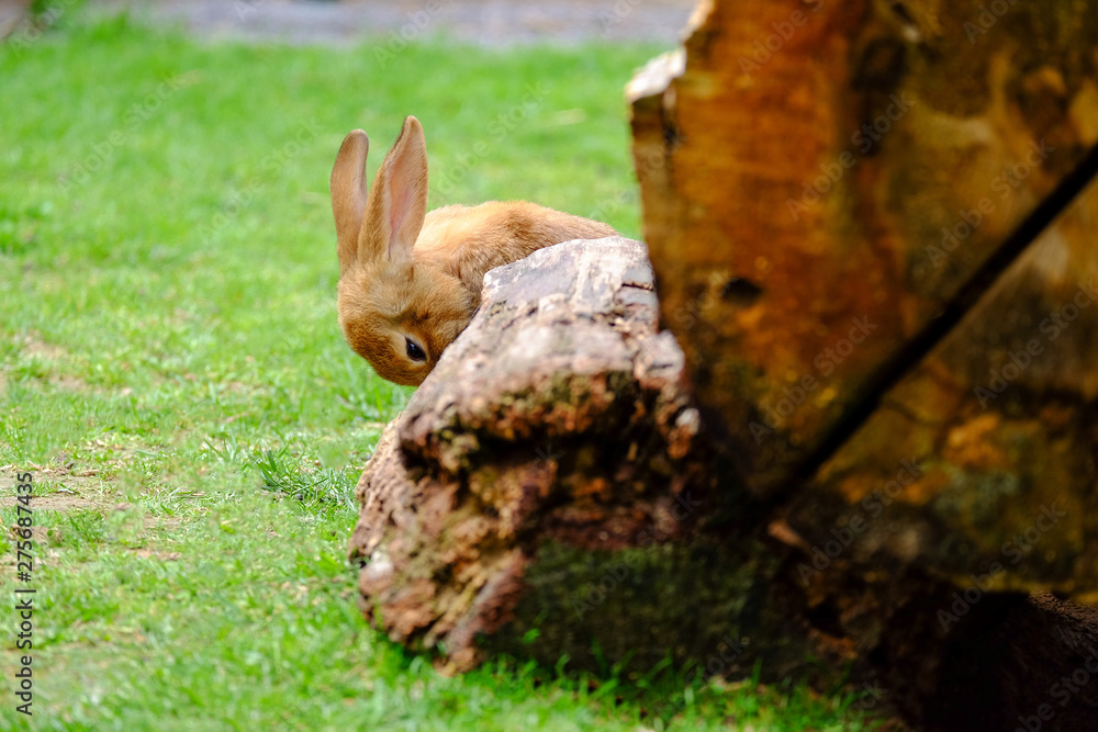 Fluffy beige rabbit in green grass. Fluffy beige rabbit in green grass.