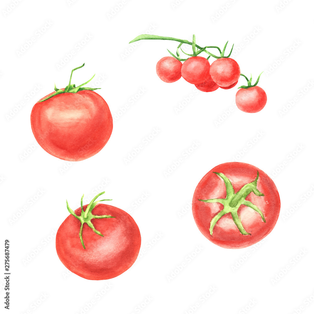 Watercolor set of tomato vegetable isolated on white background. Whole red tomato, branch cherry tomato. elements for design, recipe ingredient Watercolor set of tomato vegetable isolated on white background. Whole red tomato, branch cherry tomato. elements for design, recipe ingredient