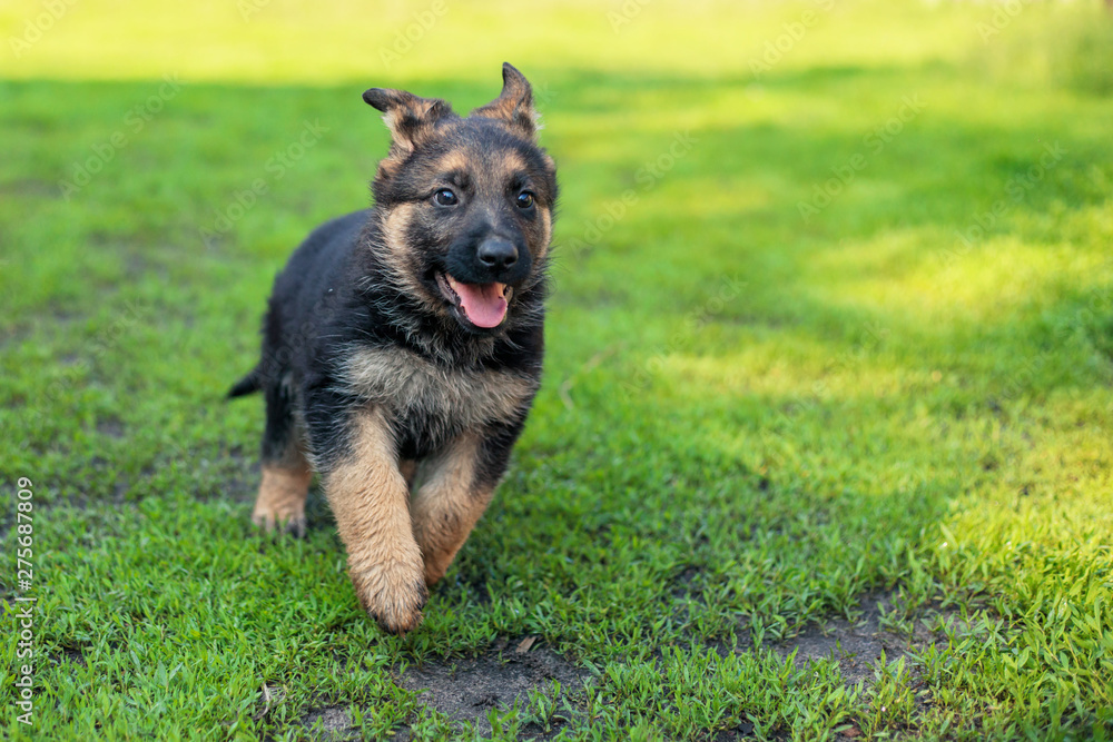 German shepherd puppy playing outdoors, day, closeup