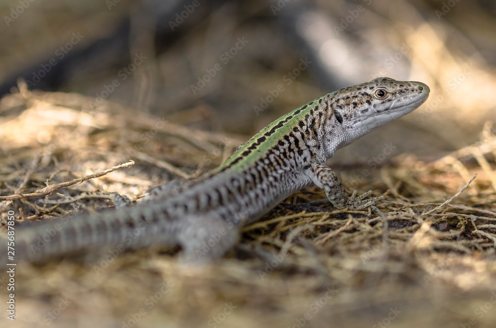 Lizard in the foreground among the shrubs Lizard in the foreground among the shrubs