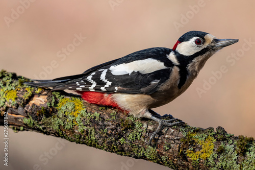 Great spotted male woodpecker (Dendrocopos major) on a logGreat spotted woodpecker (Dendrocopos major) on a trunk