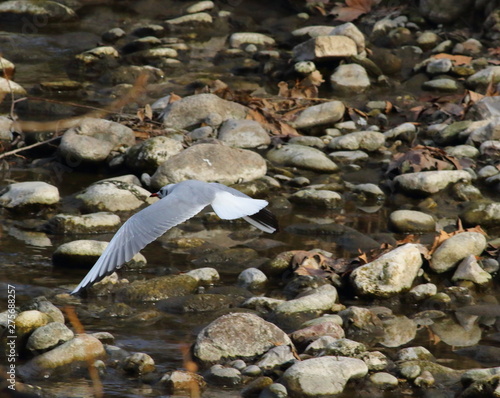 Common seagull flying over the river in search of food