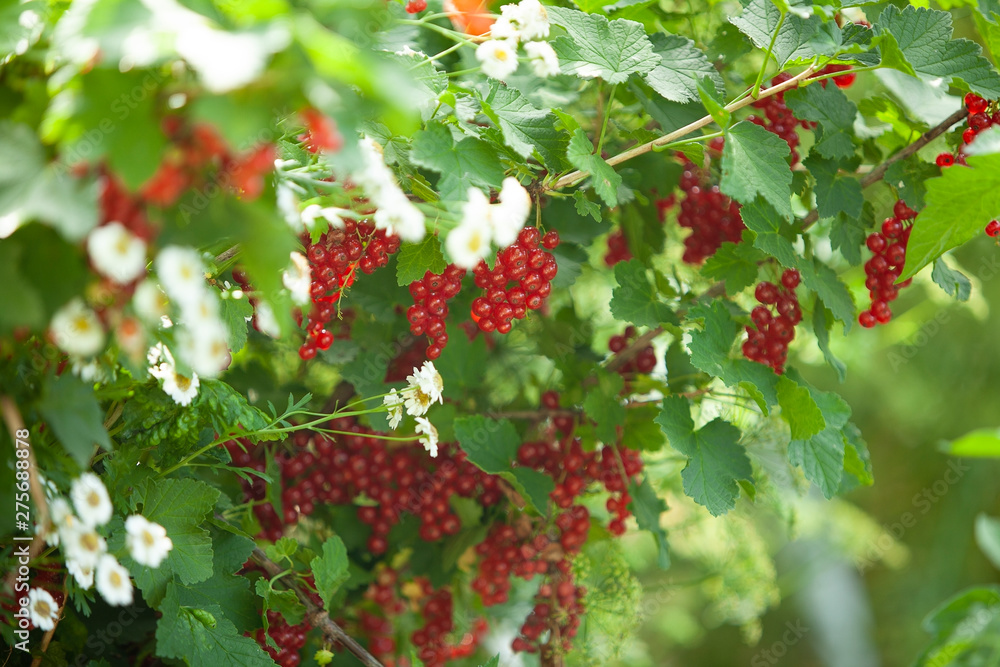 red currant berries on the background of nature bokeh red currant berries on the background of nature bokeh