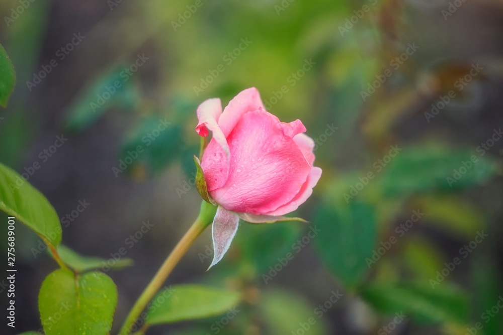 Pink rose in the garden closeup Pink rose in the garden closeup