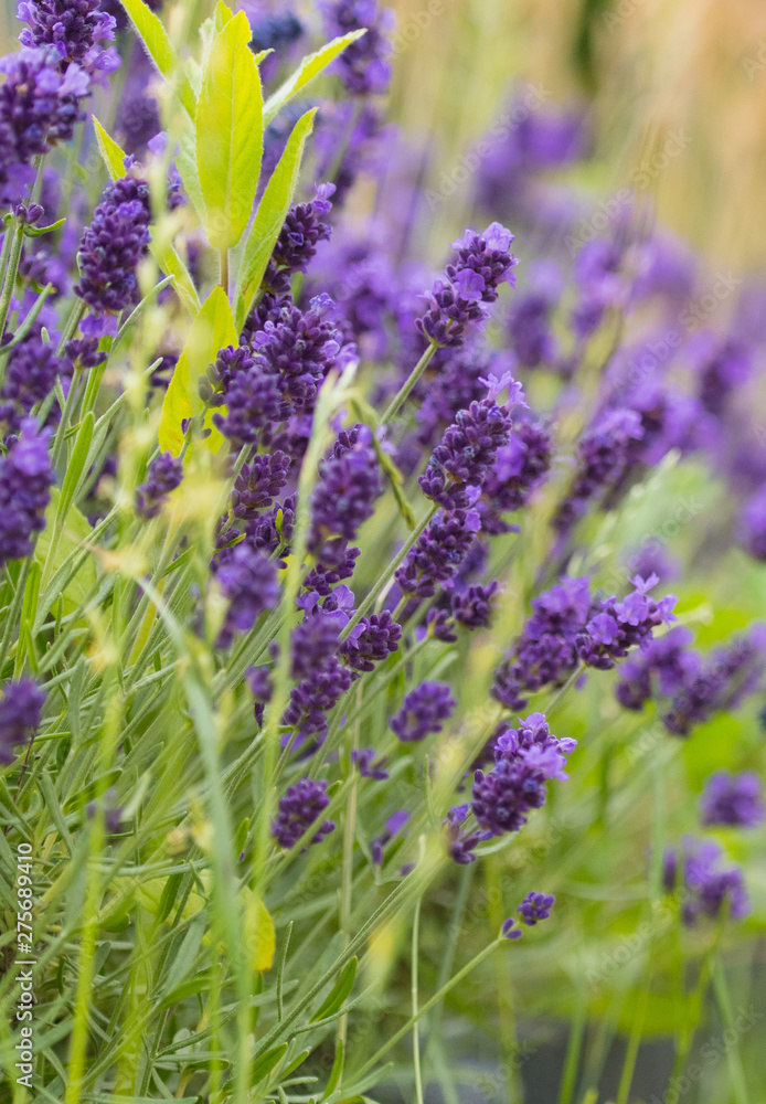 Obraz premium field of lavender flowers