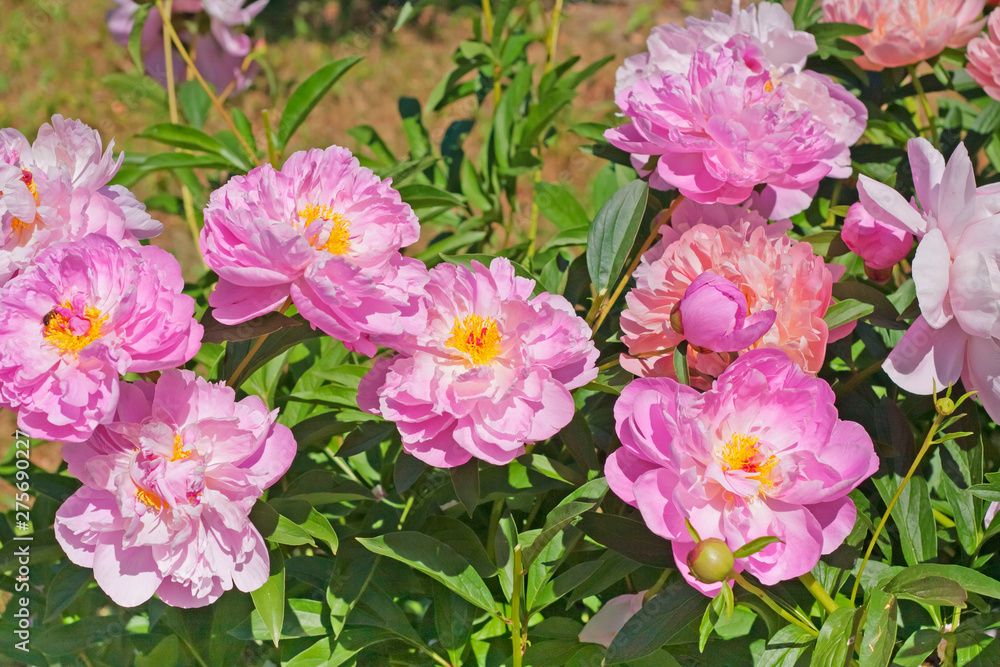 Pink peonies of different varieties in the garden. Pink flowers of peonies as background Pink peonies of different varieties in the garden. Pink flowers of peonies as background