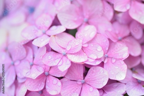 Macro details ofPurple Hydrangea flowers soaked in rainwater