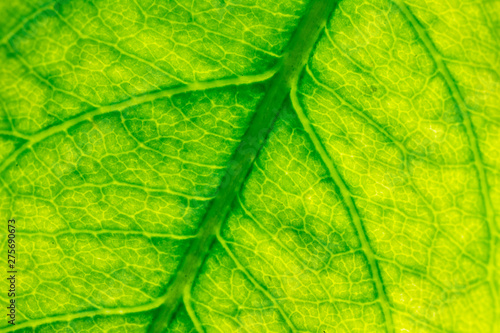 texture of rose leaf