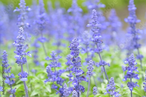 Macro details of Blue Lavender flowers with blurred field background