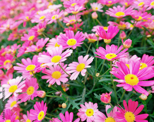 Many tiny flowers