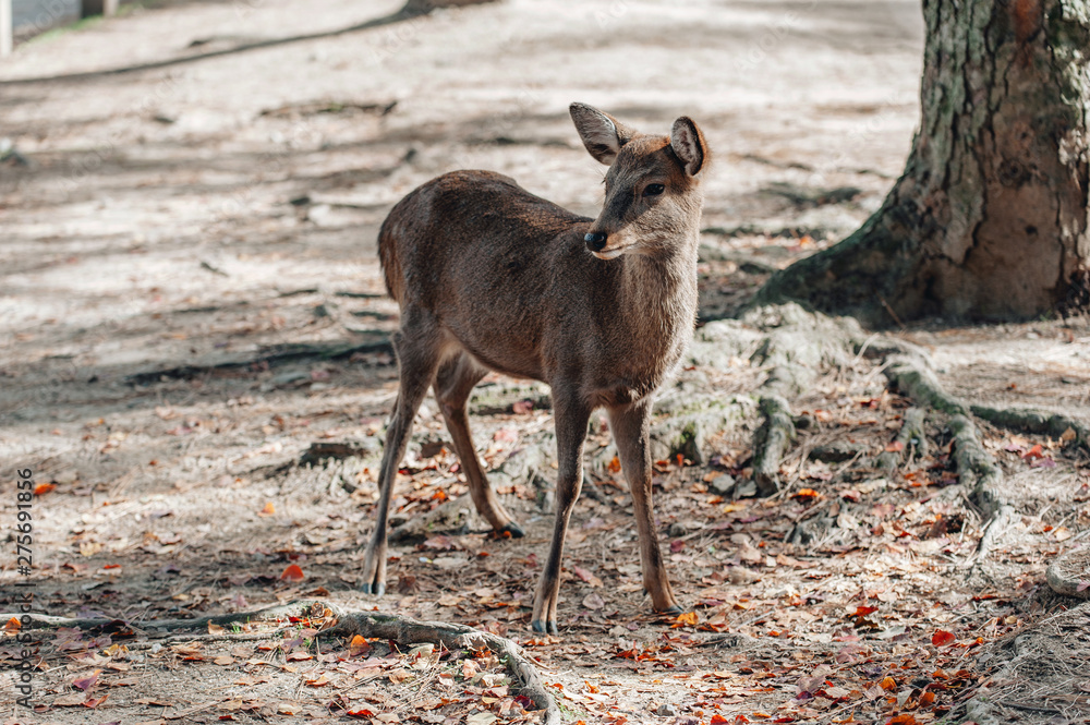 Deers in Nara park in Nara city at Japan. Park with animals in Japan Deers in Nara park in Nara city at Japan. Park with animals in Japan