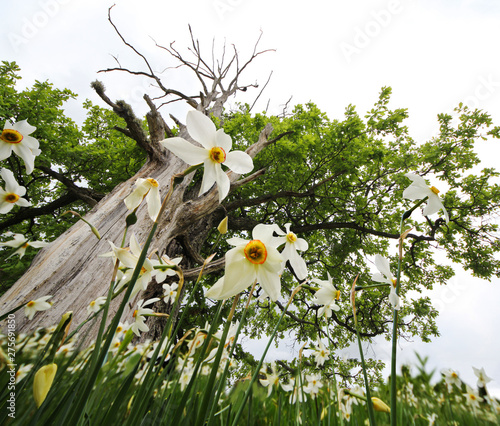 Narcissus Glade photo