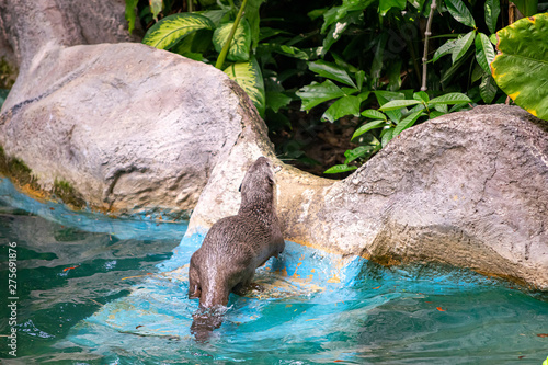 The an otter can help collect garbage