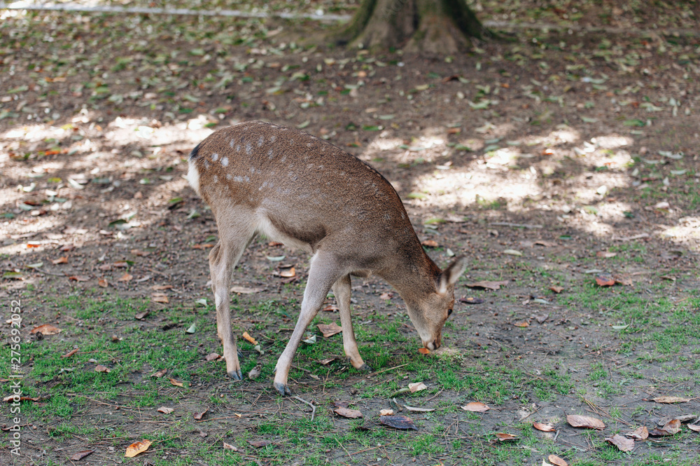 Deers in Nara park in Nara city at Japan. Park with animals in Japan Deers in Nara park in Nara city at Japan. Park with animals in Japan