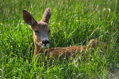 baby deer lies in the green grass in a zoo