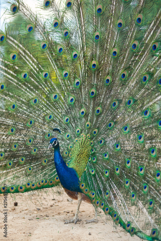 Naklejka premium Beautiful peacock spread his wings