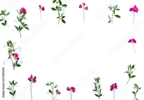 Creative frame of summer pink wildflowers Lathyrus ( peavines, vetchlings ) on a white background with space for text. Top view, flat lay photo