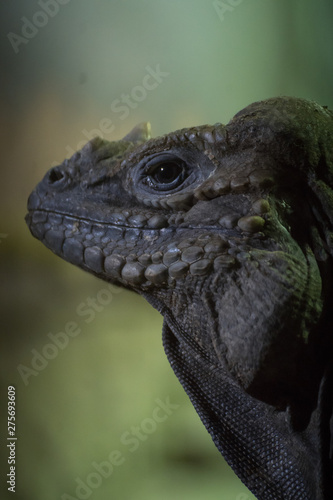 Iguana rinoceronte