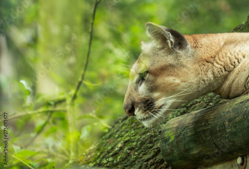 Photography Portrait of a FLorida Panther
