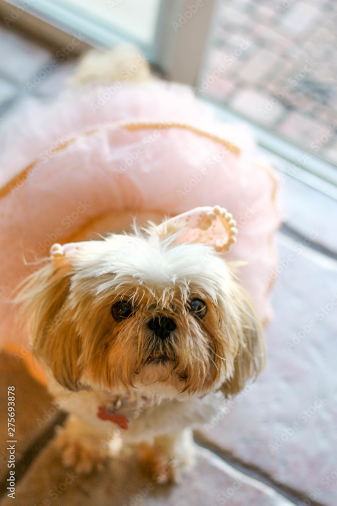shih tzu in a dress