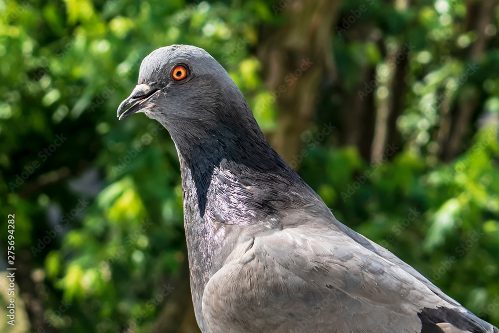 Fototapeta premium portrait of pigeon