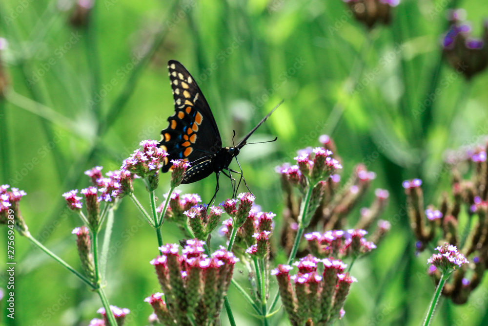 Naklejka premium Butterfly 