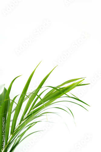 Fresh green palm leaves isolated on white background, summer plants object