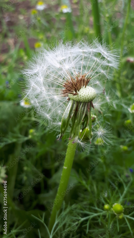 Fototapeta premium Белый одуванчик