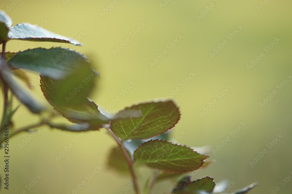 Beautiful new green leaves of rose flower Beautiful new green leaves of rose flower